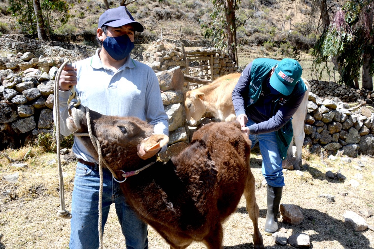Ganaderos de Ocros inician certificación de hatos libres de tuberculosis y brucelosis bovina