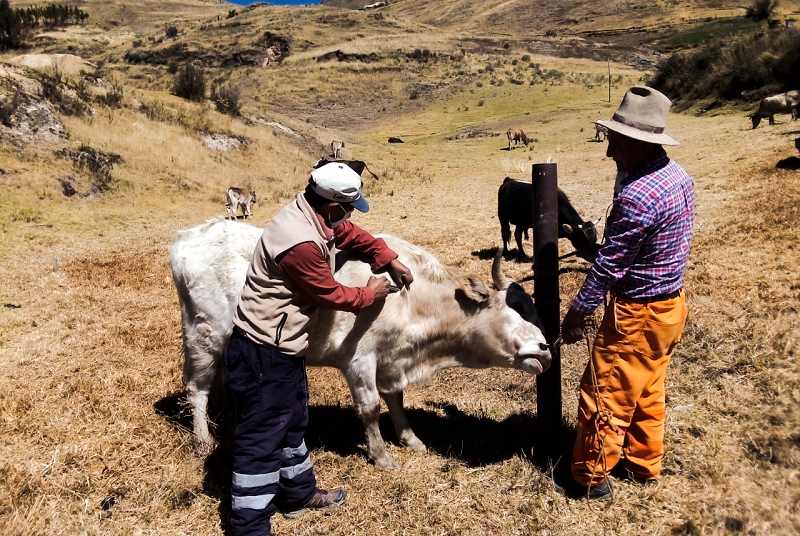 Áncash: Minagri activa estrategias sanitarias para prevención del Carbunco sintomático