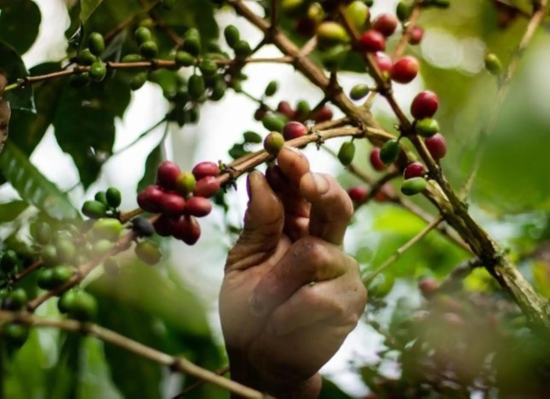 Minam registró 35 investigaciones científicas orientadas a la conservación de la biodiversidad en 2025