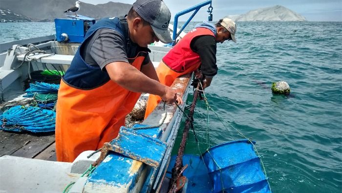 Fondepes ofrecerá cursos acuícolas gratuitos en once regiones del país  