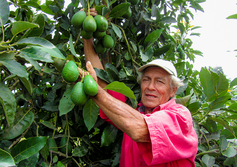 Áncash: más de 36 mil productores se benefician con programa de erradicación de mosca de la fruta