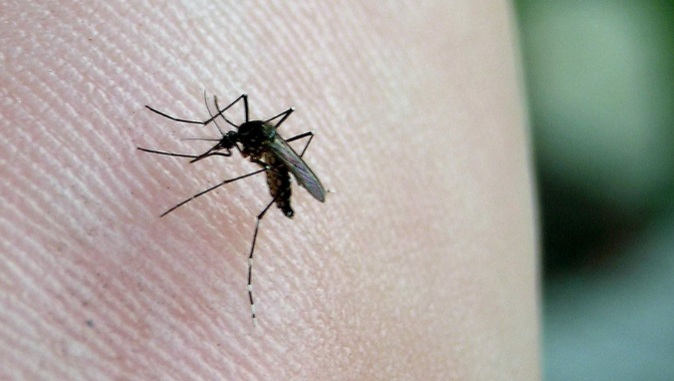 Red de Salud refuerza acciones de prevención contra la fiebre Chikunguya