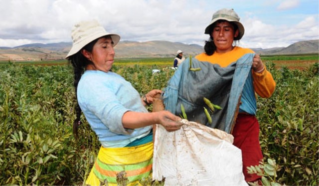 Chimbote tendrá una oficina de “Agroideas” para población campesina