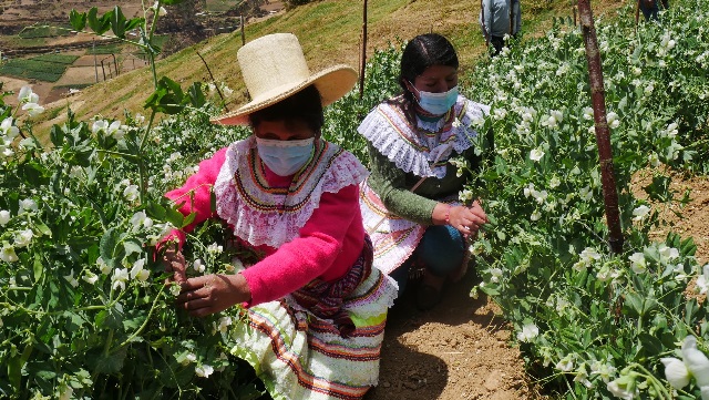 Mujeres se empoderan para una agricultura familiar sostenible y rentable en valle de Nepeña