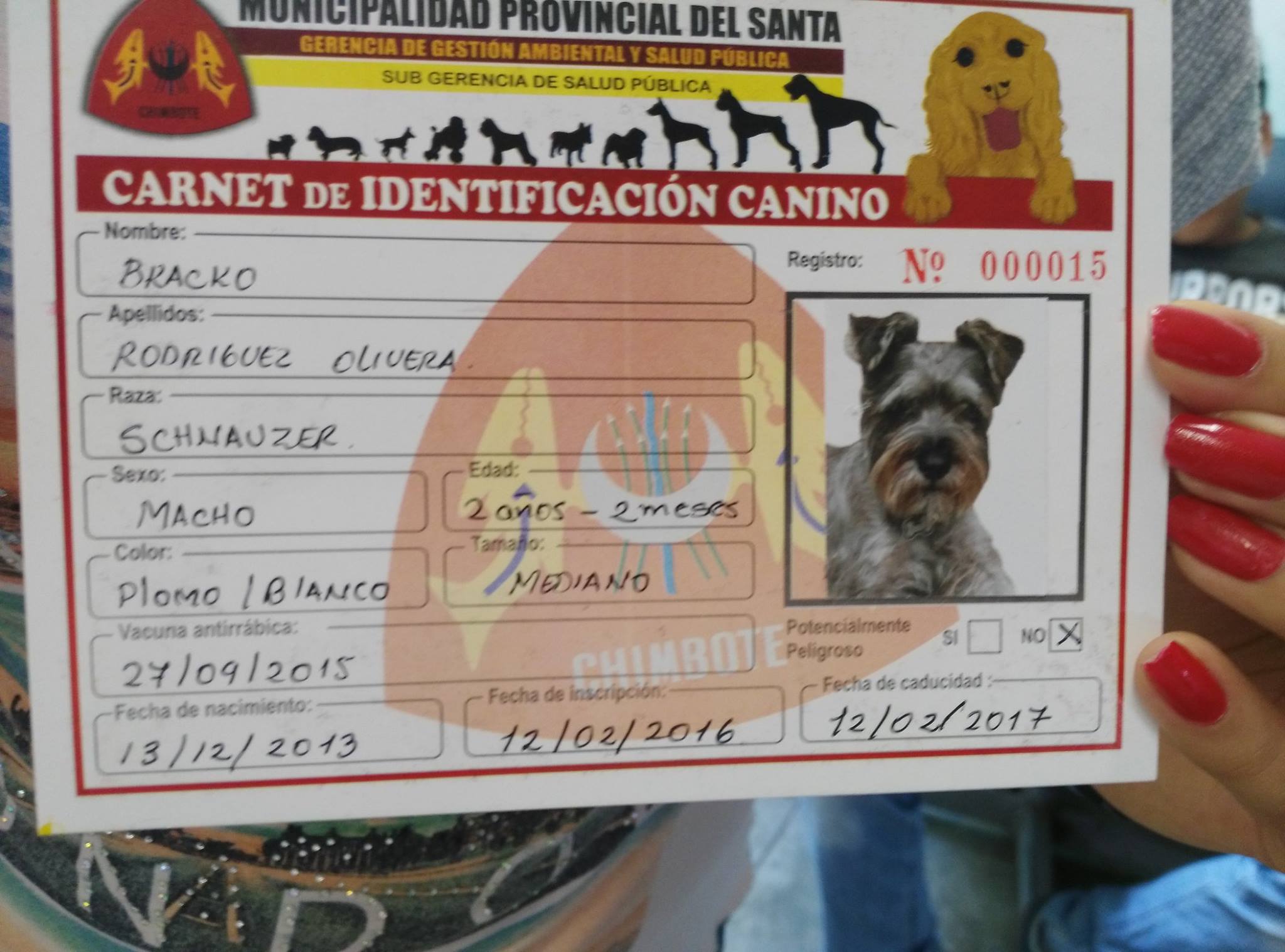 Chimbote: Municipalidad realizará campaña gratuita de registro de canes