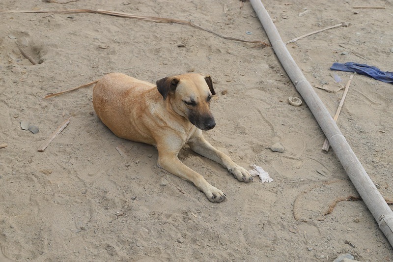 Municipio acondiciona refugio temporal para 200 perros del mercado Dos de Mayo