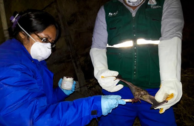 Áncash: Senasa monitorea presencia de murciélagos en Yaután