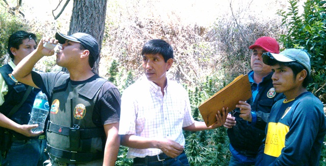 Jimbe: Narco confesó que cultivaba marihuana porque le pagaban más  