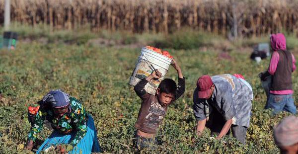 Más de 332 mil niños de la región Áncash dejan de estudiar por dedicarse a trabajar 