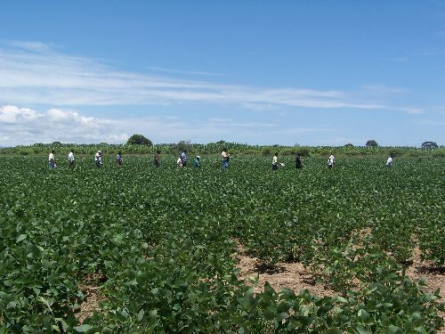 Precio del trigo continúa cayendo en los mercados internacionales