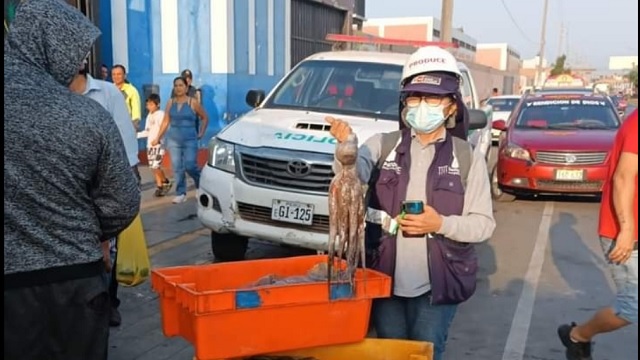Chimbote: hallan 106 kilos de pulpo en peso menor a lo permitido