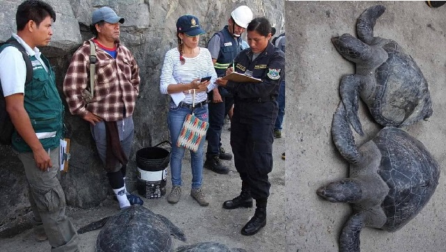 Fiscalía incauta tortugas verdes en peligro de extinción en el puerto de Casma, eran hembras y en etapa de reproducción