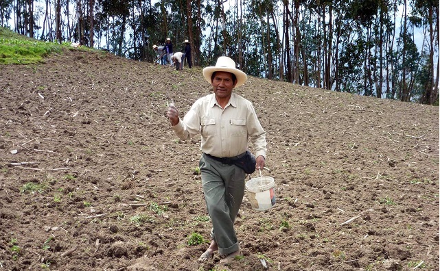 Sequía preocupa a más de 230 agricultores de Pallasca porque sus sembríos se vienen perdiendo
