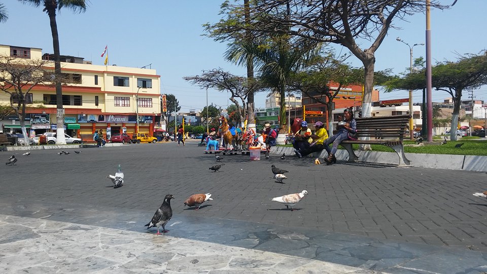 Recomiendan reubicar a las palomas de la Plaza de Armas de Chimbote