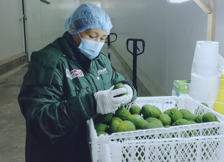 Productores de Áncash exportaron más de 25 mil toneladas de palta durante el 2021