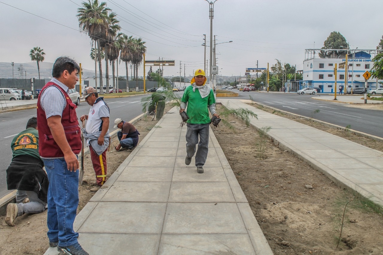 MPS realiza sembrado de árboles y limpieza en la avenida Industrial de Chimbote