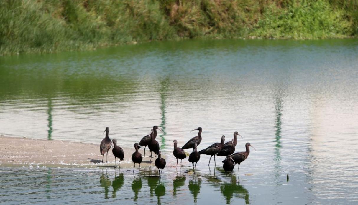 Chimbote: Serfor incluye a pantanos de  Villa María en lista de Ecosistemas Frágiles