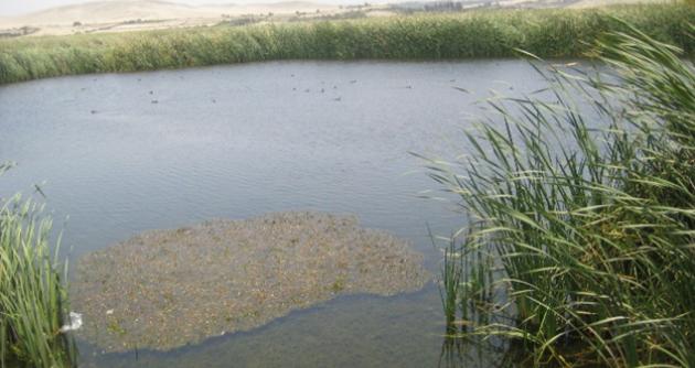 Congresista Foronda: “Humedales de Villa María deben ser declarados en emergencia”