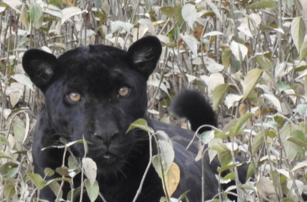 Reportan avistamiento de jaguar negro en el Parque Nacional Yaguas en Loreto 