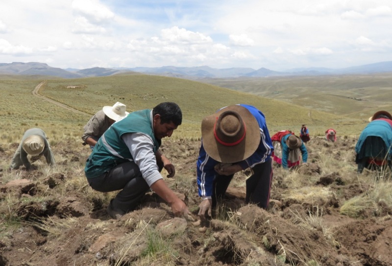 Aplicación permite obtener papa de alta calidad para consumidores peruanos 