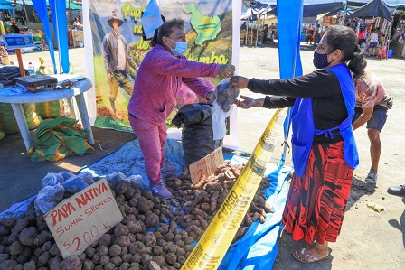 Papa nativa de Sihuas empieza a comercializarse en mercados chimbotanos 