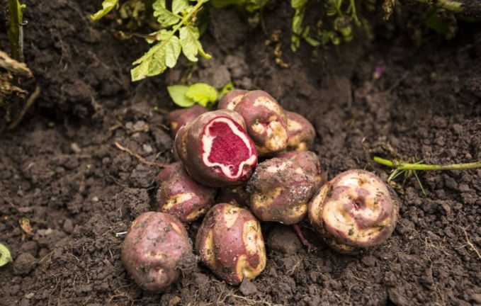 Perú impulsará fuertemente la exportación de papas nativas este año    