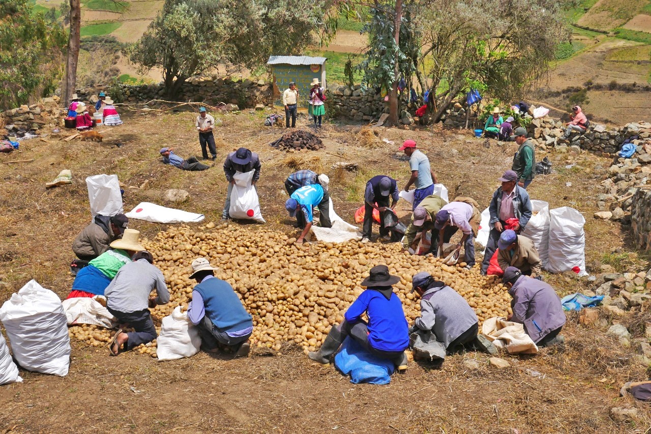 La fiesta de la papa en las alturas de Áncash