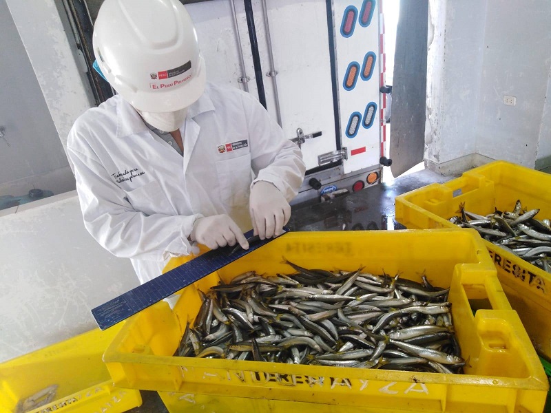 Produce decomisa 580 kilogramos de pejerrey juvenil en desembarcadero de Los Chimus