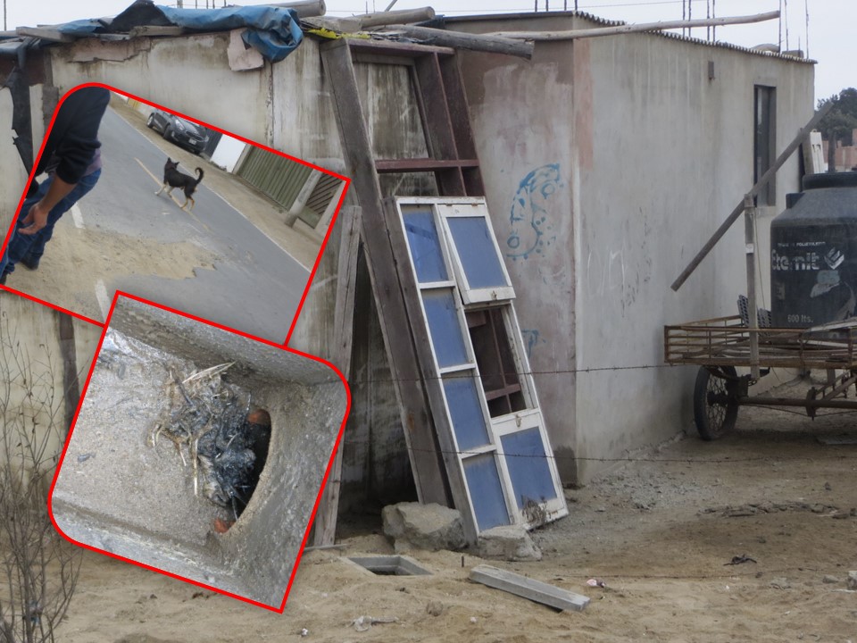 Intervienen en peladero clandestino de aves que generaba atoros cerca al Hospital Regional                                                 