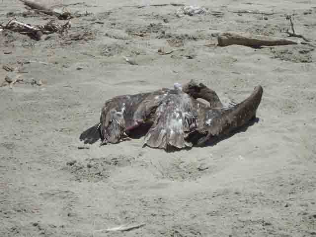 Hallan más especies marinas muertas a orillas de playa La Caleta