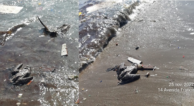 Alerta por virus aviar: aparecen más de 15 pelícanos muertos a orilla del mar de Chimbote