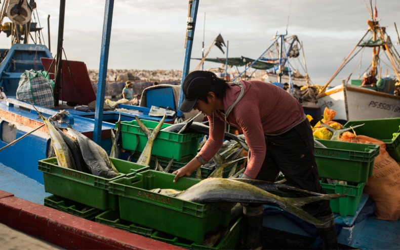 Chimbote: disponen desde el 1 de octubre temporada de pesca de perico en todo el litoral