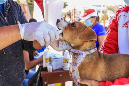 Chimbote: 250 mascotas fueron desparasitadas durante campaña gratuita en El Progreso 