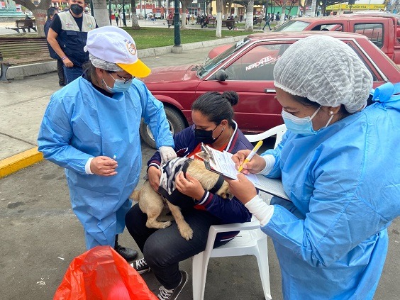 Chimbote: 150 canes fueron vacunados contra la rabia en la plaza de armas  