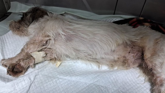 Chimbote: Poder Judicial solicita a Fiscalía investigar atropello de perrito