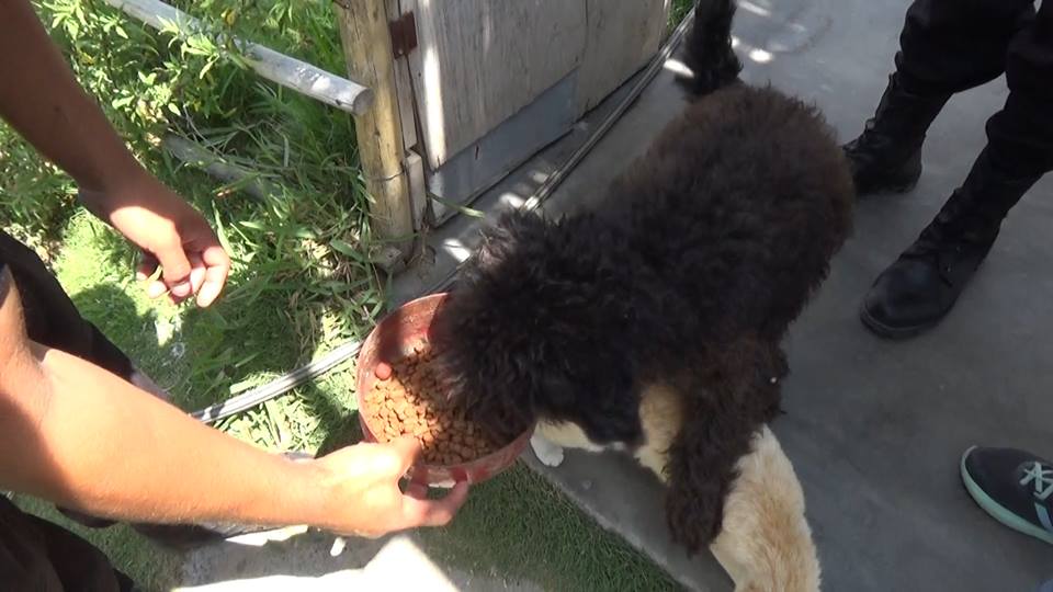 Nuevo Chimbote: serenos rescatan a perro abandonado en la urbanización Garatea