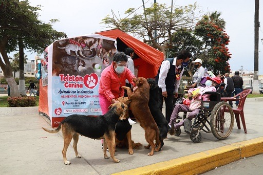 Municipio inició teletón canina para ayudar a perros callejeros de Chimbote