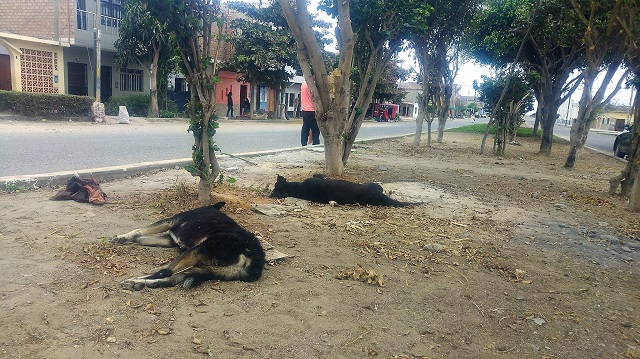 Malvados envenenan a cuatro perros para robar productos de belleza por 5 mil soles en Chimbote