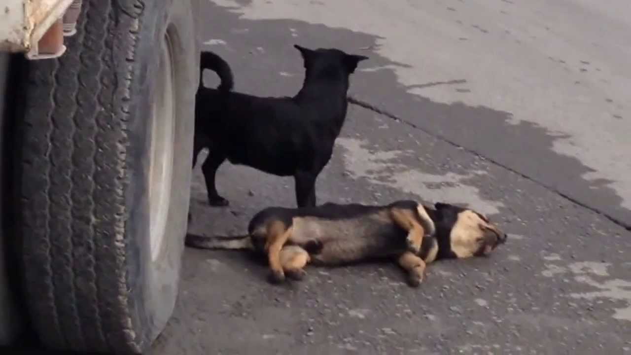 Chimbote: multarán a transportistas del servicio público que atropellen a canes