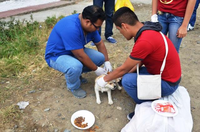 Nuevo Chimbote: municipio y asociación protectora de animales realizan jornada por Día del Perro Callejero
