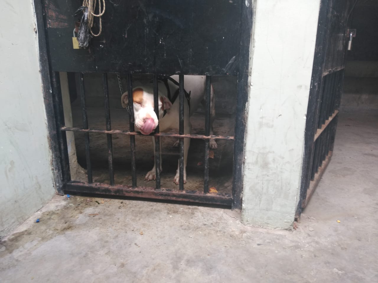 MPS multó a propietario de perro pitbull que mordió a un niño en la Esperanza