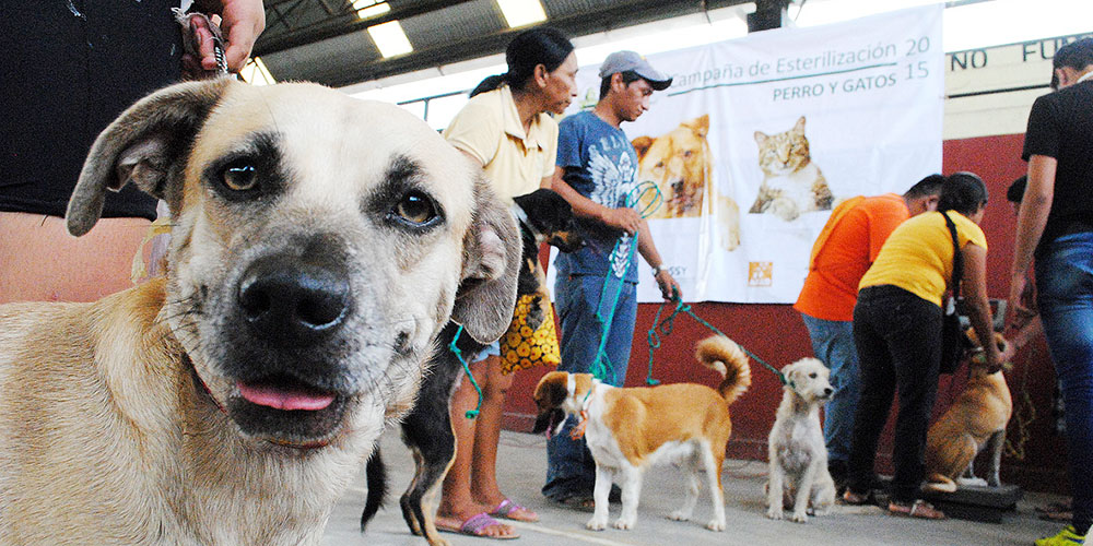 Chimbote: alistan teletón canina para esterilizar perros callejeros 