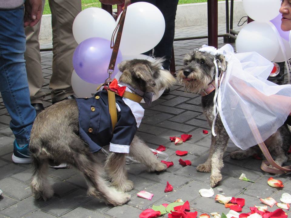 Chimbote: pareja de perros son “casados” como parte de campaña de desparasitación y adopción