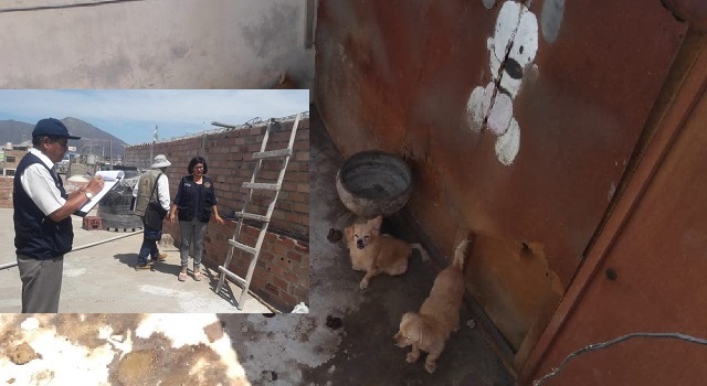 Chimbote: Autoridades constatan abandono de canes en una vivienda del pueblo joven Miramar Bajo