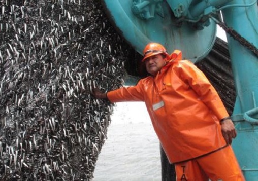 Establecen límite de pesca de anchoveta para este año en 150,000 toneladas 