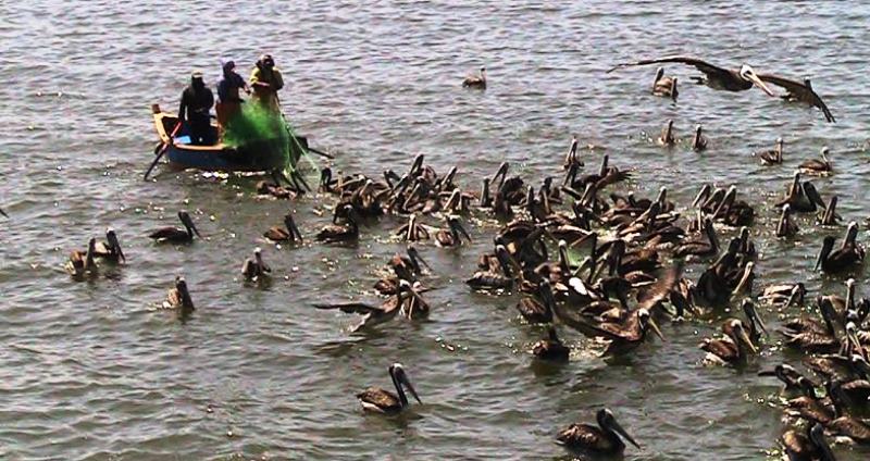 Consumo de peces capturados a orillas del mar produce enfermedades