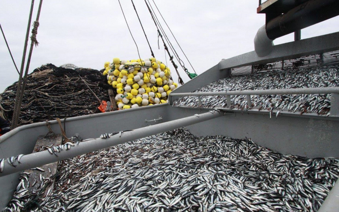 Sector pesquero creció 40.36% en enero del presente año