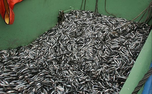  Ancash ocupa ahora el octavo lugar en niveles de pesca de anchoveta
