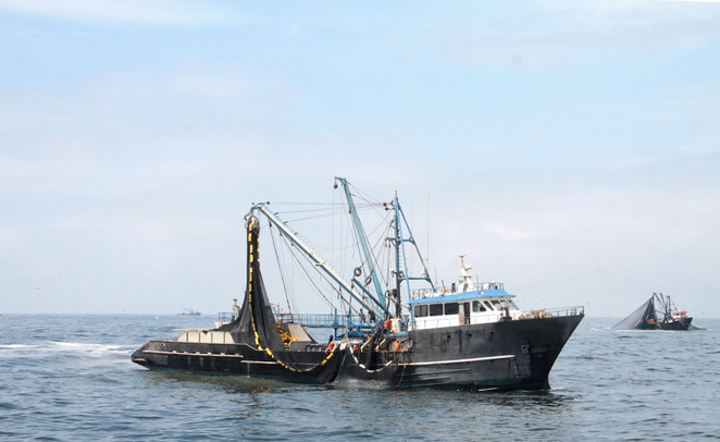 Produce establece límite de captura de la caballa en 110,000 toneladas