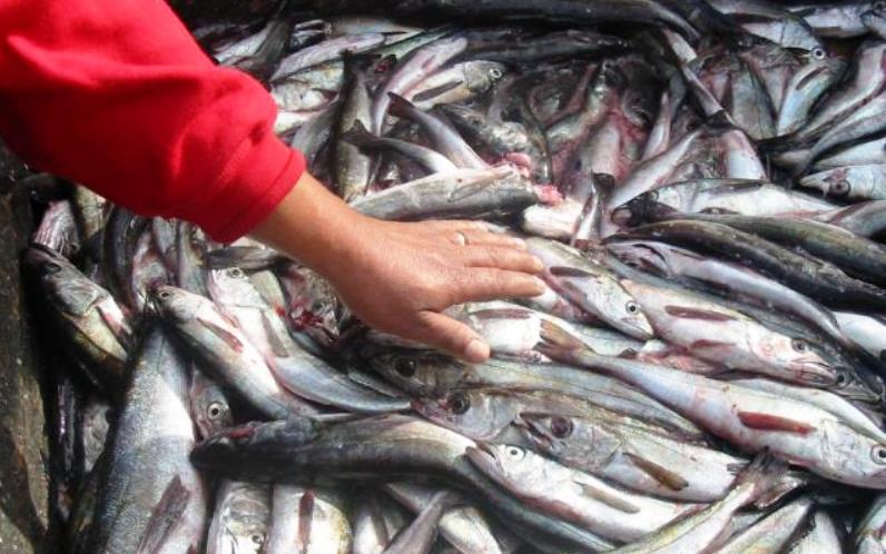 Aumentan en 4,140 toneladas límite máximo de captura de merluza